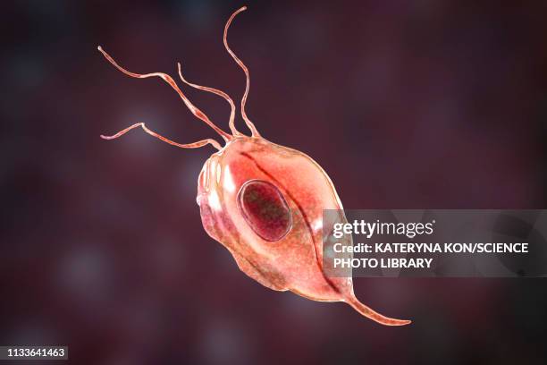 oral trichomonas, illustration - periodontal disease stock illustrations