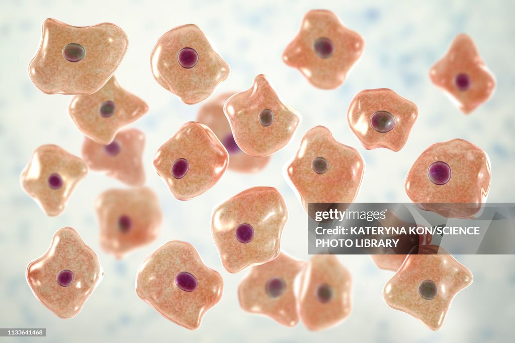 Squamous epithelium cells, illustration
