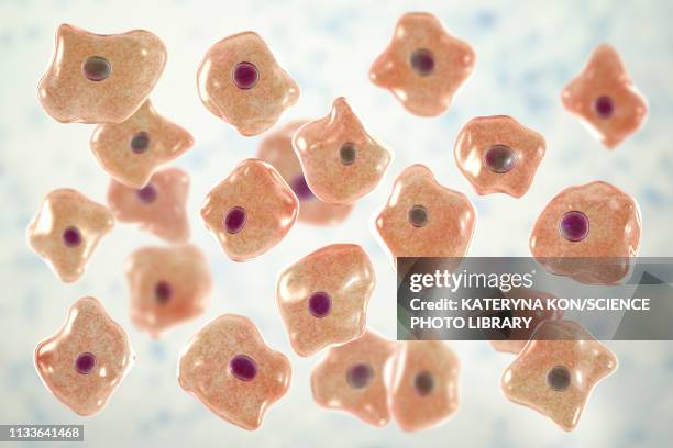 squamous epithelium cells, illustration - classical style stock illustrations