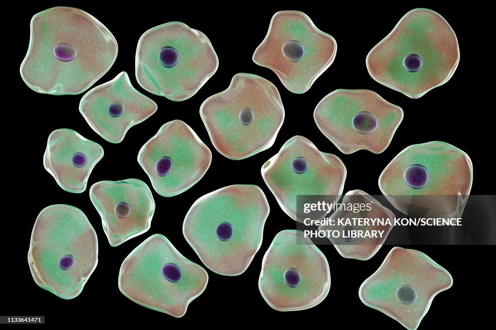 Squamous epithelium cells, illustration