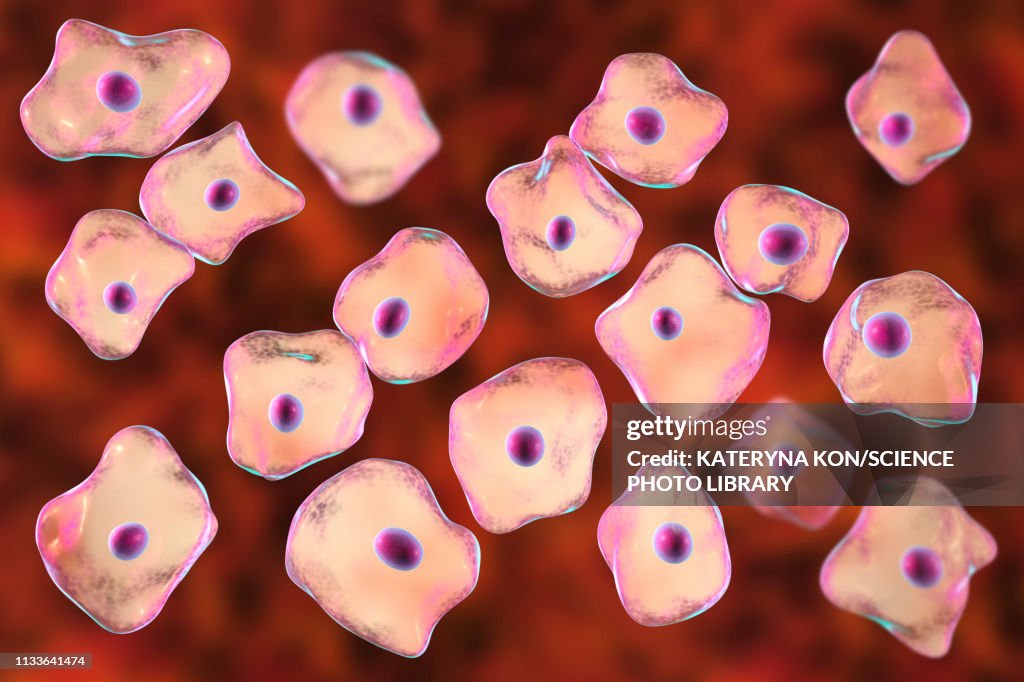Squamous epithelium cells, illustration