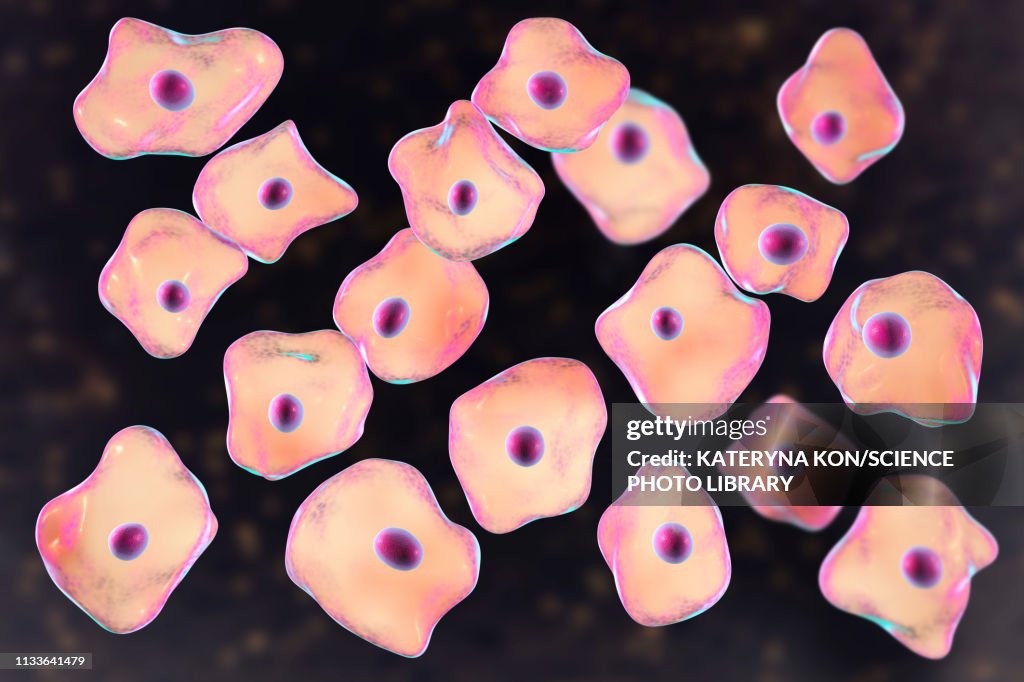 Squamous epithelium cells, illustration