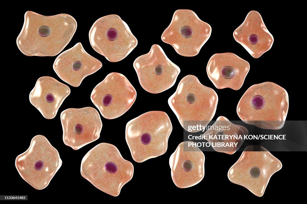 Squamous epithelium cells, illustration