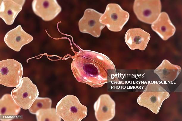 oral trichomonas and buccal epithelium, illustration - scanning electron micrograph stock illustrations