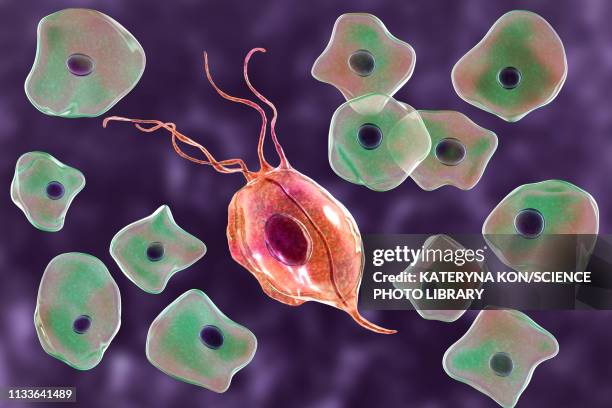 oral trichomonas and buccal epithelium, illustration - periodontal disease stock illustrations