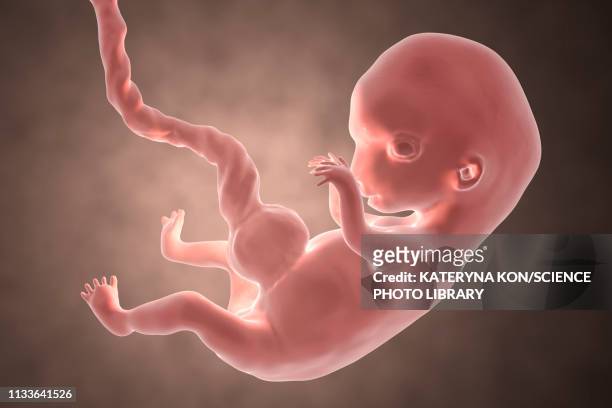 human embryo, 8 weeks, illustration - ヒトの胚点のイラスト素材／クリップアート素材／マンガ素材／アイコン素材