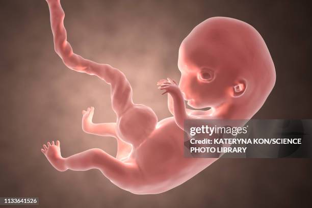 stockillustraties, clipart, cartoons en iconen met human embryo, 8 weeks, illustration - tel aviv