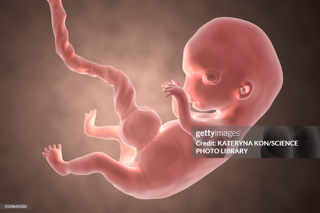 Human embryo, 8 weeks, illustration