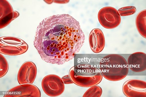Eosinophil white blood cell, illustration Eosinophil white blood cell, illustration