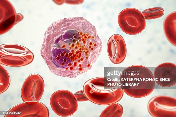 eosinophil white blood cell, illustration - note message stock illustrations