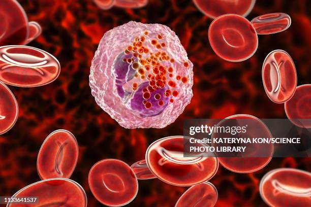 eosinophil white blood cell, illustration - eosinophil stock illustrations