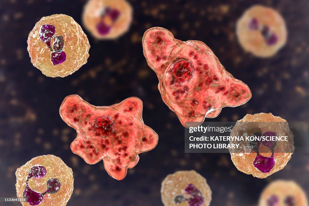 Naegleria amoeba in cerebrospinal fluid, illustration