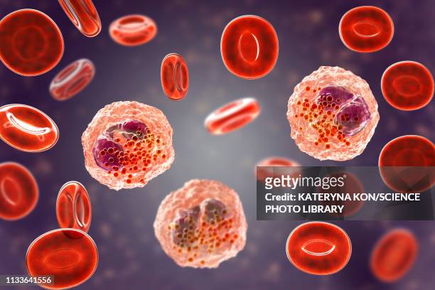 blood smear with numerous eosinophils, illustration - blood stock-grafiken, -clipart, -cartoons und -symbole