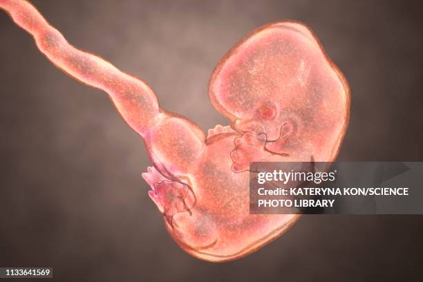 human embryo, 7 weeks, illustration - week seven stock illustrations