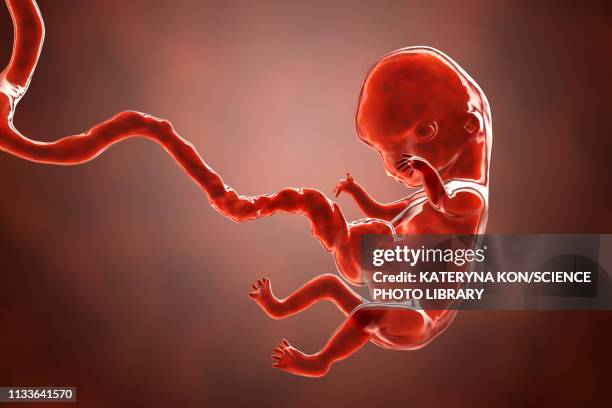 human embryo, 8 weeks, illustration - human embryo stock-grafiken, -clipart, -cartoons und -symbole