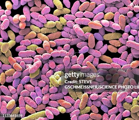 Faecal bacteria, sem Faecal bacteria, sem