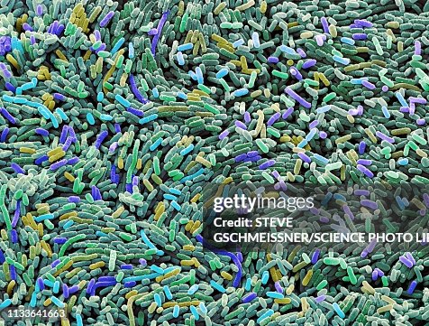 Ecoli bacteria, SEM Ecoli bacteria, SEM