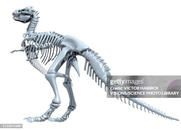 tyrannosaurus rex skeleton - t rex white background stock-grafiken, -clipart, -cartoons und -symbole