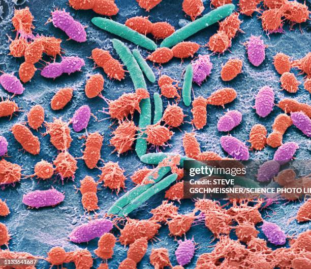 faecal bacteria, sem - scanning electron micrograph stock-grafiken, -clipart, -cartoons und -symbole