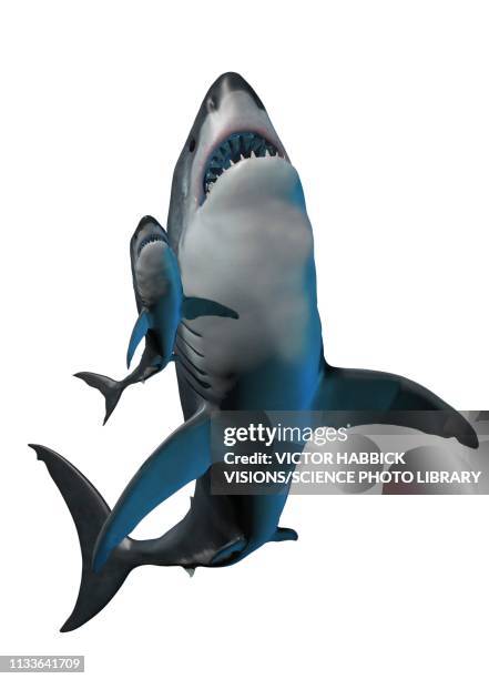 illustrazioni stock, clip art, cartoni animati e icone di tendenza di megalodon and shark - megalodon