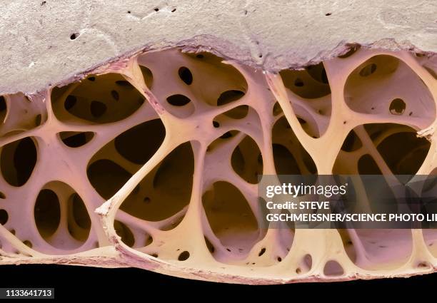 bird bone tissue, sem - animal medical center stock illustrations