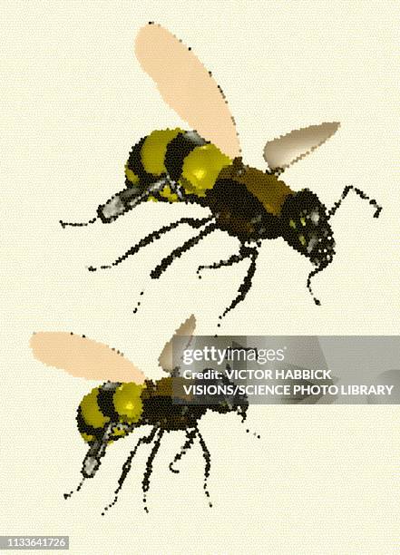 bees - animal markings stock illustrations