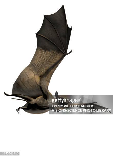 icaronycteris - bat animal stock illustrations