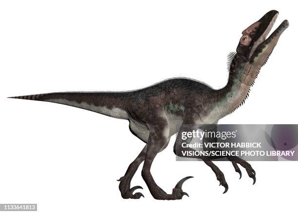 Utah Raptor Simple Utahraptor Photos and Premium High Res Pictures - Getty Images