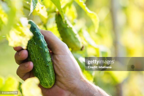 cropped hand of man picking ripe bell peppers, plant based food - cucumber leaves stock-fotos und bilder