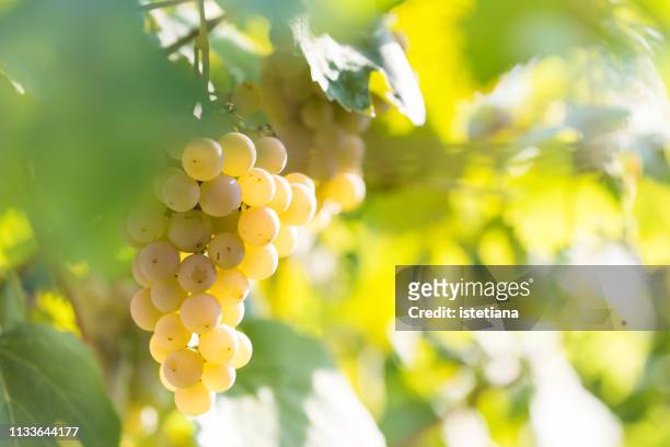 white wine grapes in the vineyard on blurred background with copy space - white grape ストックフォトと画像