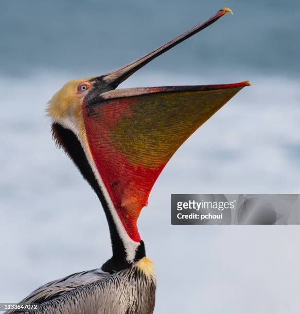 california brown pelican, pelecanus occidentalis californicus - pelicans fotografías e imágenes de stock