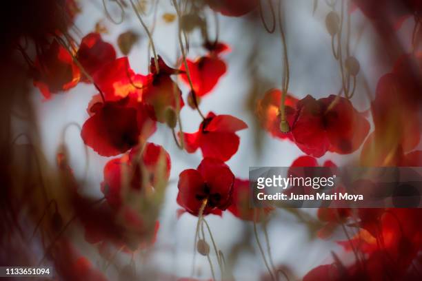 set of poppies seen from the ground.  view in contrapicado.  andalusia.  spain - tiempo atmosférico stock pictures, royalty-free photos & images
