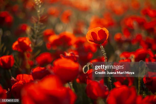 beautiful field of poppies on a sunny spring day.  andalusia.  spain - cabeza de flor foto e immagini stock