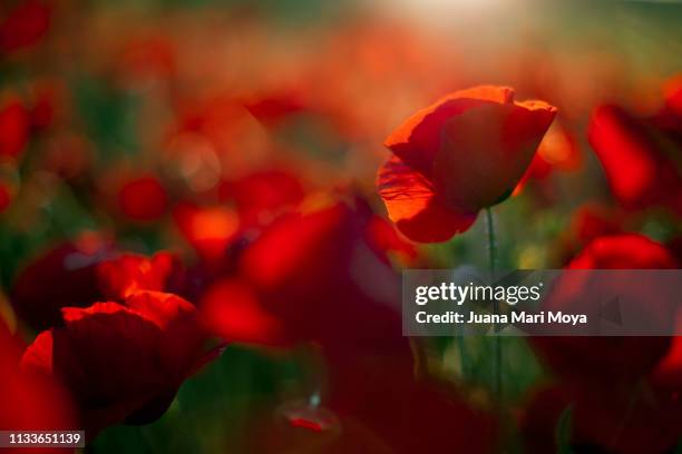 beautiful poppy in a sunny field.  andalusia.  spain - cabeza de flor foto e immagini stock