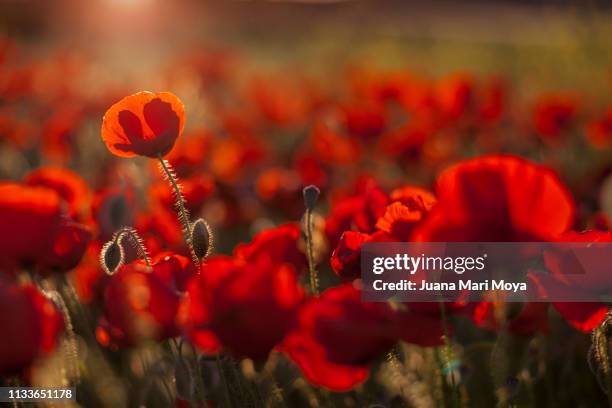 beautiful field of poppies on a sunny spring day.  andalusia.  spain - cabeza de flor foto e immagini stock