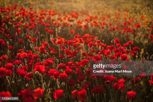 beautiful field of poppies on a sunny spring day.  andalusia.  spain - cabeza de flor stock-fotos und bilder