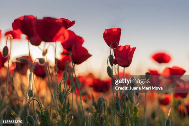 beautiful field of poppies on a sunny spring day.  andalusia.  spain - paisaje escénico stock-fotos und bilder