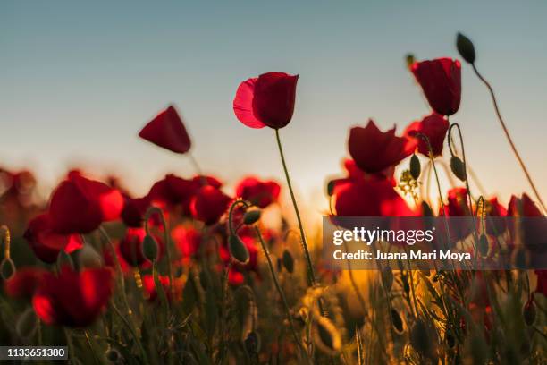 beautiful field of poppies on a sunny spring day.  andalusia.  spain - cabeza de flor foto e immagini stock