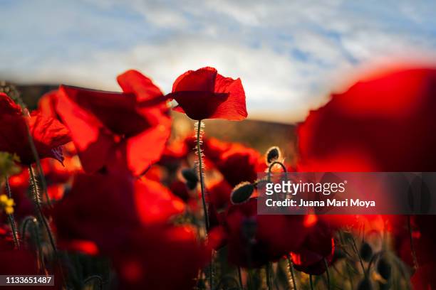 beautiful field of poppies on a sunny spring day.  andalusia.  spain - paisaje escénico stock-fotos und bilder