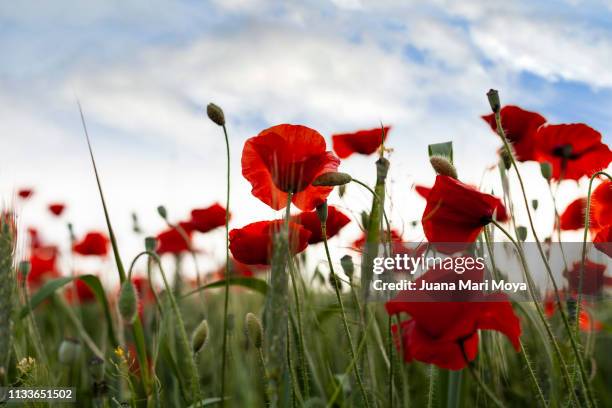 beautiful field of poppies on a sunny spring day.  andalusia.  spain - cabeza de flor stock-fotos und bilder