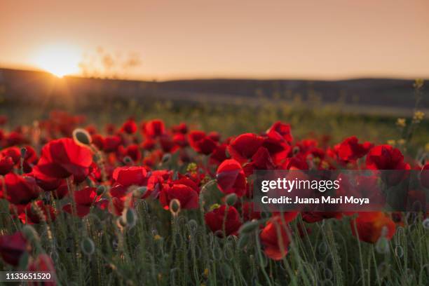beautiful field of poppies on a sunny spring day.  andalusia.  spain - paisaje escénico stock-fotos und bilder