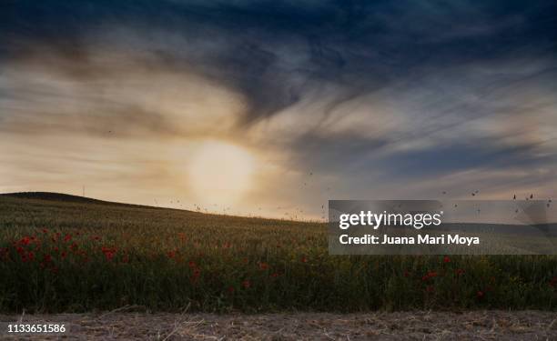 backlight of a field of wheat and wild poppies, numerous birds fly overhead - paisaje escénico stock-fotos und bilder