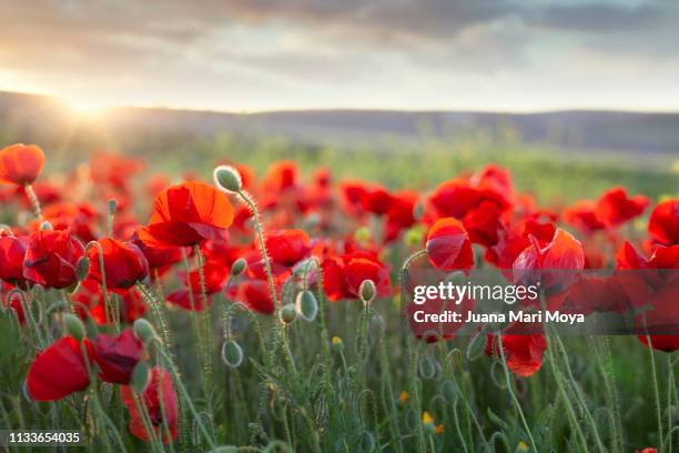 beautiful field of poppies on a sunny spring day.  andalusia.  spain - cabeza de flor stock-fotos und bilder