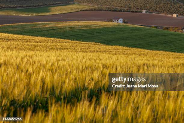 field of wheat, at sunset with various shades of green and yellow.  jaen.  andalusia.  spain - paisaje escénico stock-fotos und bilder