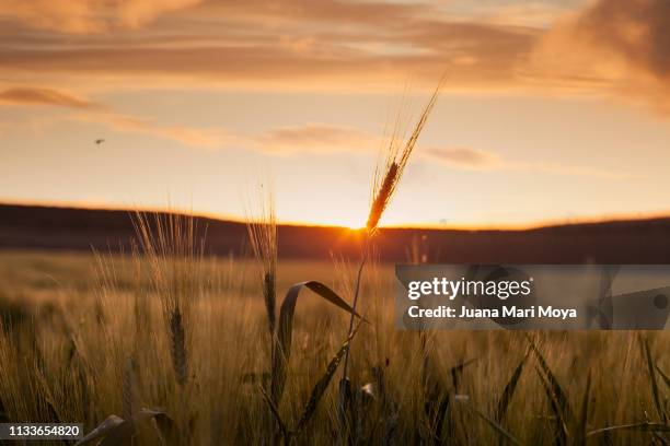 backlit wheat in a field in the province of jaen.  andalusia.  spain - escena rural bildbanksfoton och bilder