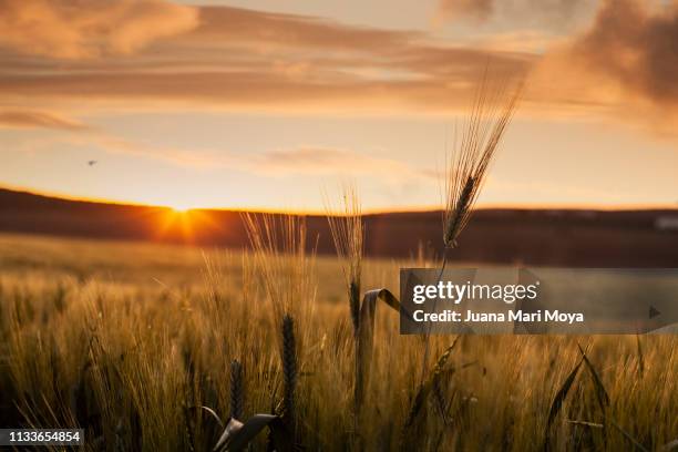 backlit wheat in a field in the province of jaen.  andalusia.  spain - escena rural bildbanksfoton och bilder