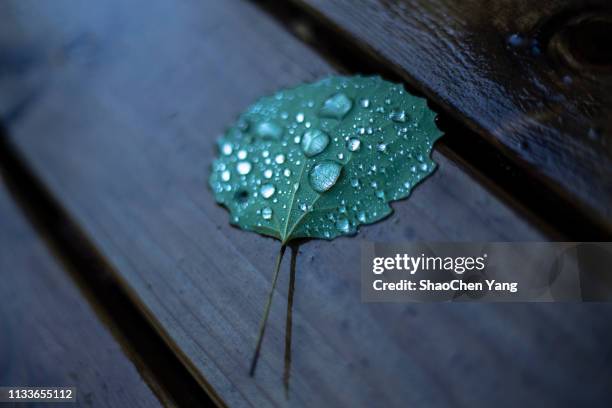 water drops on leaf - midsummer finland stock pictures, royalty-free photos & images