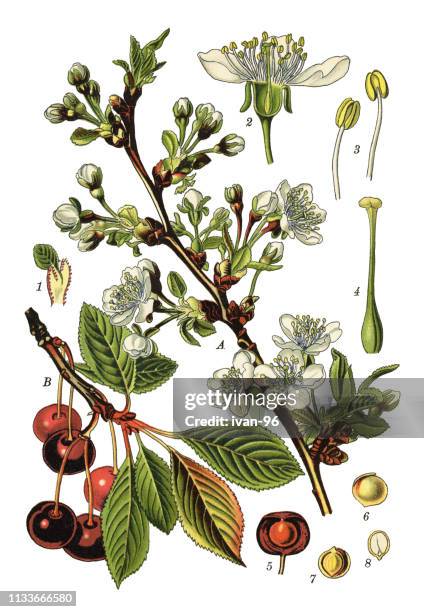 cherry - cherry blossom close up stock illustrations