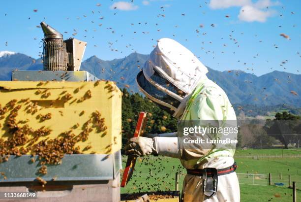 commercial apiarist in a bee suit at work in winter - new zealand farmer stock pictures, royalty-free photos & images