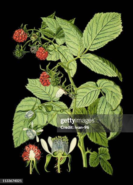 Stem Inside Raspberry 310 Raspberry Stem Stock Photos, High-Res Pictures, and Images - Getty ...